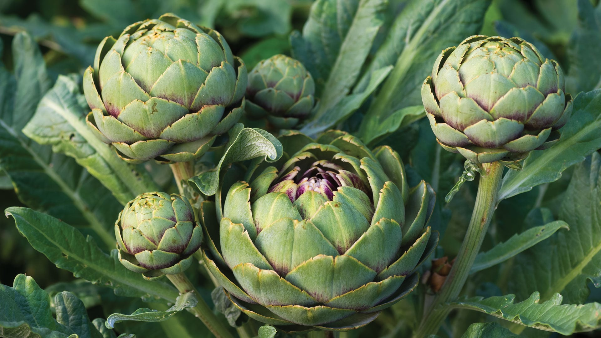 Premium Green Globe artichokes grown in Arkovna village, Bulgaria — wholesale B2B supply for European restaurants